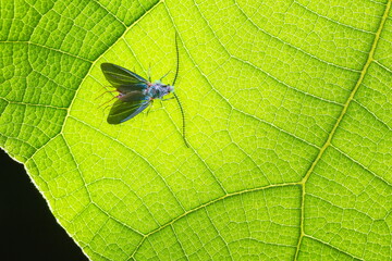 The antennae of the insect and beautiful,On the green leaf texture Clear lines of leaves,Soft focus,selected focus,shallow depth of field.