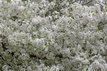 White flowering tree