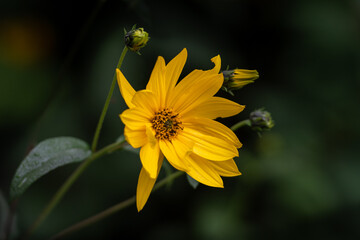 The bright yellow bloom of a black-eyed susan flower with small buds in among the dark green background. The plant is bent facing the sunlight. There's one single green leaf on the flowers thin stem. 