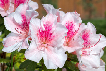 Fototapeta na wymiar Image of pink and white azaleas