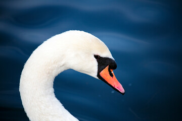 Swan head with blue background