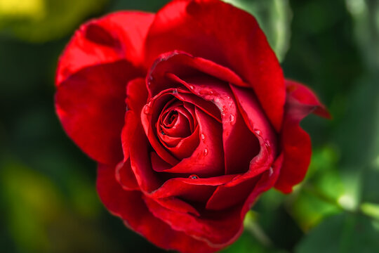 Image of a red rose with water drops