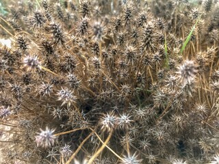 Spiky weeds in a home garden