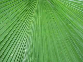 closeup of green leaf texture background.