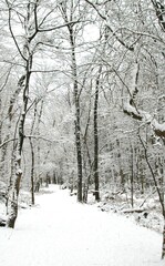 Fototapeta premium winter path in park with snow and tall trees