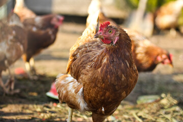 A variegated chicken walks around the courtyard in the village.