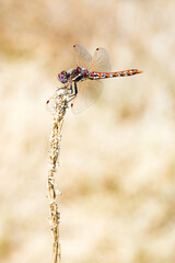 Image of a dragonfly on a weed