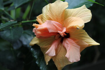 Fototapeta premium orange flower with water drops