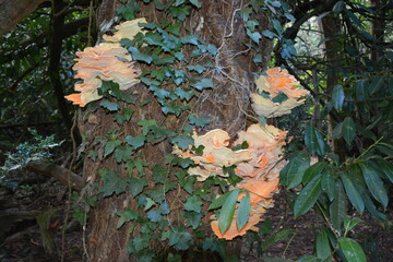 Champignon - Le Polypore soufré - Poulet des bois