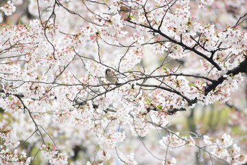 桜