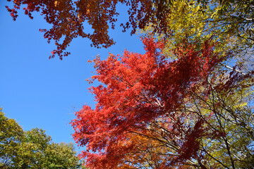 Fototapeta na wymiar red leaves and blue sky