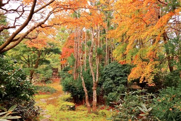 紅葉の西方寺茶席庭園