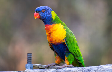 Brightly coloured rainbow lorikeet outdoors - Scientific name is Trichoglossus Moluccanus. These parrots are found along the eastern seaboard, from Queensland Australia to South Australia