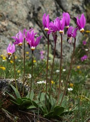 Few-Flowered Shooting Star (Dodecatheon pulchellum) wildflowers in Beartooth Mountains, Montana