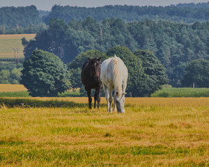 Naklejka na ściany i meble Landscape shot of field with horses in it.
