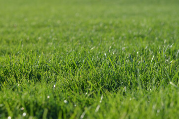 Fresh bright green grass. Selective focus. Copyspace