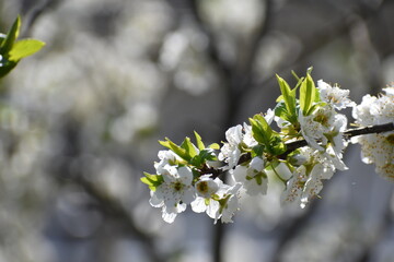 plum blossoms in spring