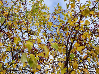 small red paradise apples, autumn foliage and field thrush against the blue sky, selective focus