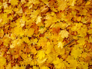 Naklejka na ściany i meble carpet of autumn yellow orange red fallen maple leaves
