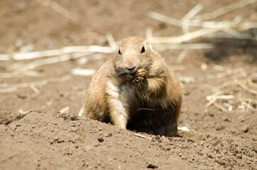 プレーリードッグ