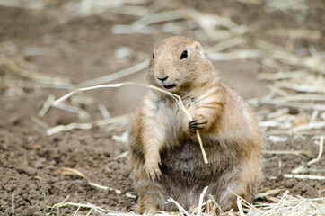 プレーリードッグ