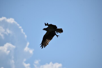 osprey in flight