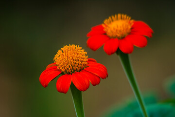 Zinnia flower