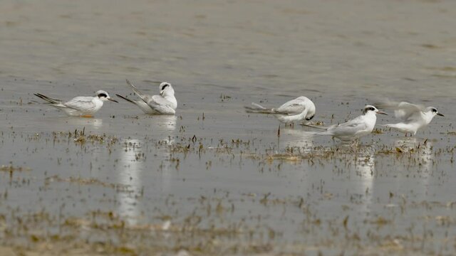 Group of Forster's tern flying. White bird with a black beak standing in the water.