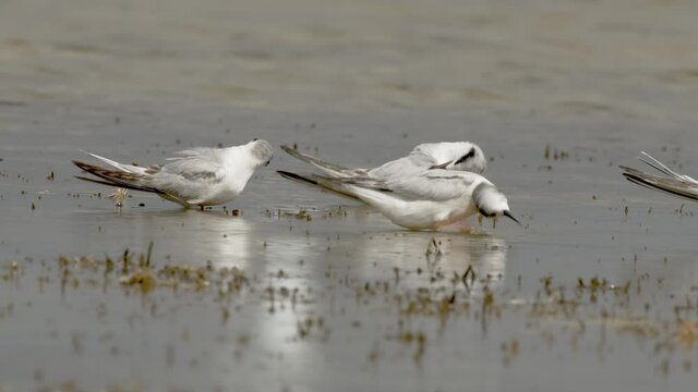 Group of Forster's tern close-up. Group of white birds with black beak standing in the water.