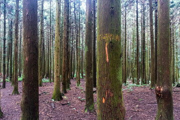 Obraz premium 자작나무 숲