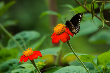 Fototapeta na wymiar Common Mime butterfly