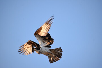 Fototapeta na wymiar mother osprey in flight
