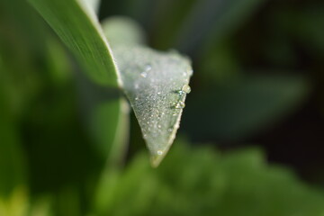 water drops on grass