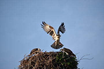 osprey landing in the nest