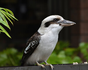 Kookaburra in the residencial area