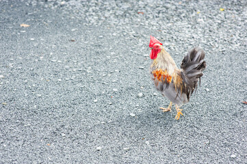 A male bantam with brightly colored feathers.
