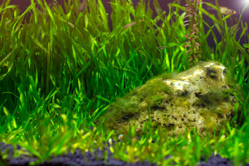 Green aquatic plant aquarium with blurred fish on background