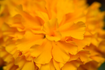 Fototapeta premium Marigold