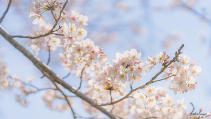 桜