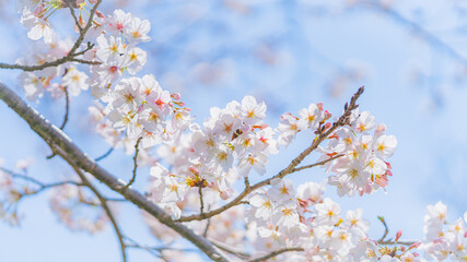 桜