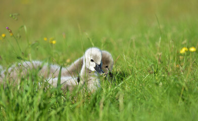 adorable cygnets of black swans