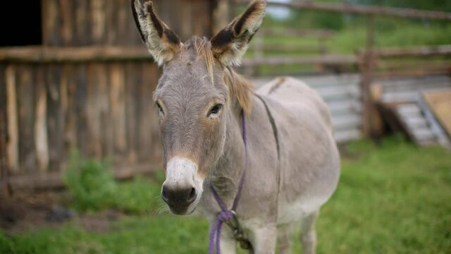 Portait donkey shaking head and ears to drive away insects on rural farm. Gray donkey swinging ears and head against insects on livestock. Domestic animals on farmland