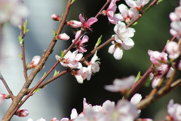 spring blossoms 2