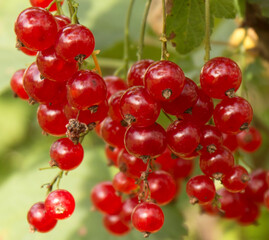 Ripe red currant berries on a bush close - up view