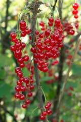 Ripe red currant berries on a bush close - up view