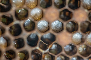 Honey bee beehive Wax Frame with bees breed, eggs and worms next generation