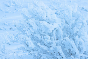 Plants in the tundra in the Arctic are covered with hoar frost. Snow and rime ice on the branches of bushes. Beautiful winter background with twigs covered with hoarfrost. Cold snowy weather. Frosting