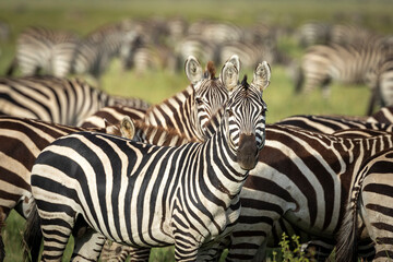 Fototapeta na wymiar Zebra herd with a beautiful female at its front grazing in green plains of Serengeti National Park in Tanzania