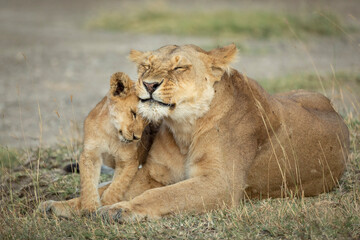 Fototapeta na wymiar Mother and baby lion cub in Ngorongoro in Tanzania