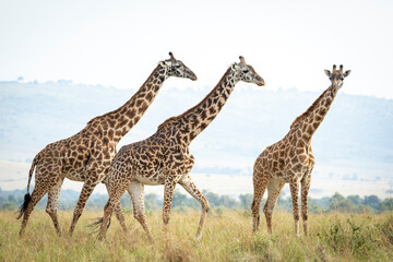 Three female giraffe walking together across Masai Mara plains in Kenya
